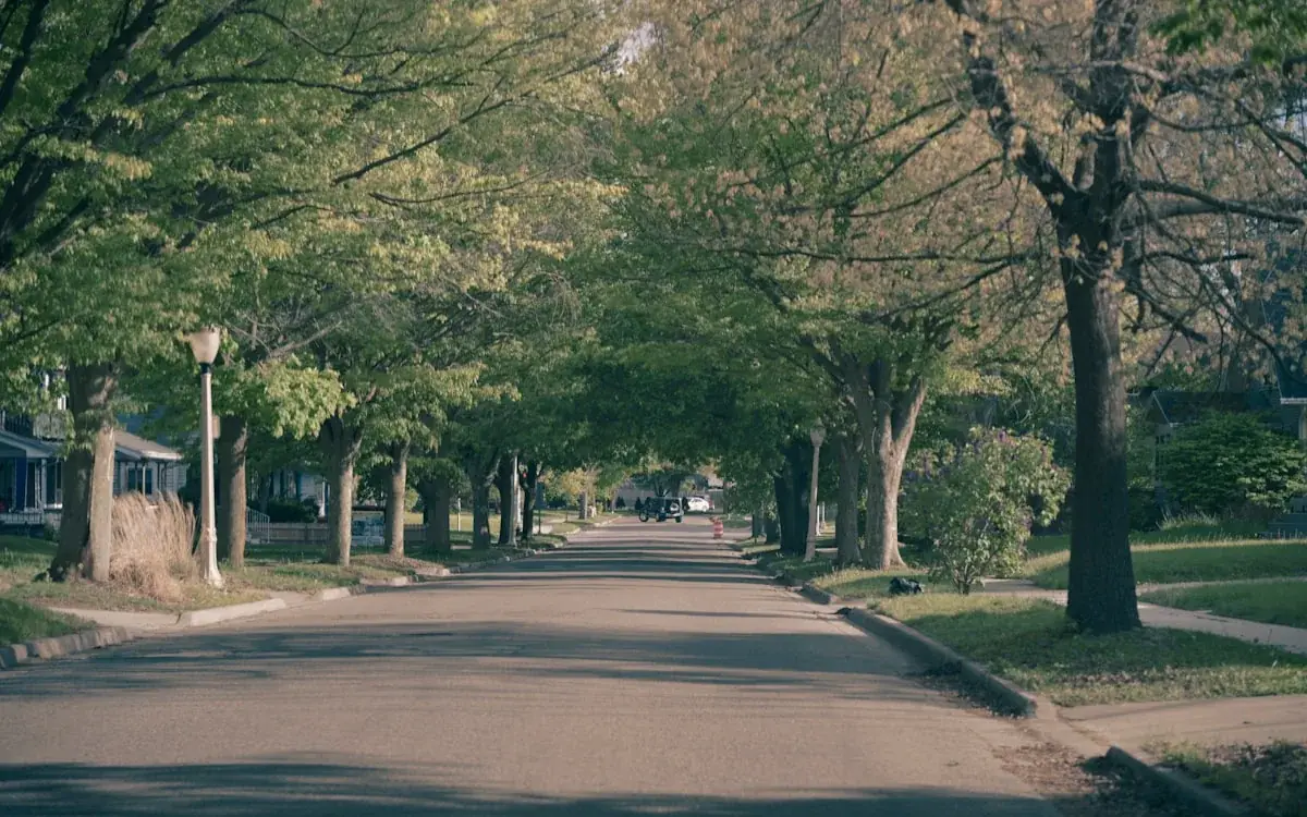 Quiet residential street lined with mature leafy trees