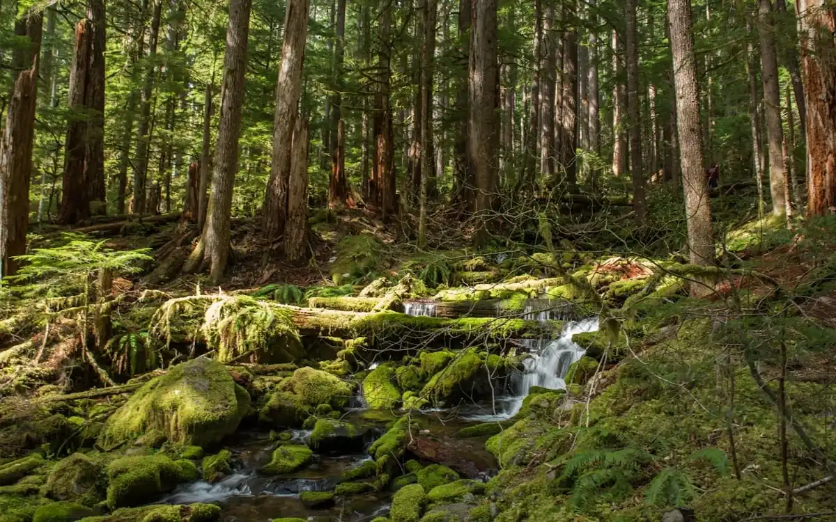 Moss-covered West Coast rainforest with a creek running through it